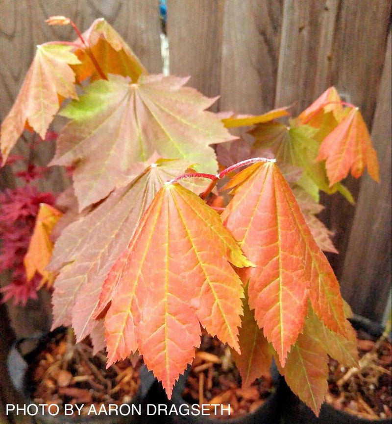 - FOR PICK UP ONLY | Acer japonicum 'Aka omote' Japanese Maple | DOES NOT SHIP - Mr Maple │ Buy Japanese Maple Trees