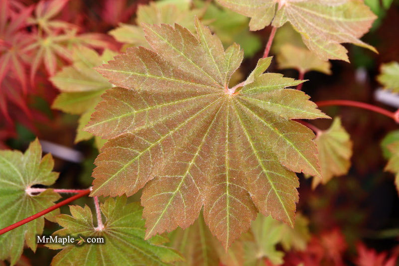 - FOR PICK UP ONLY | Acer japonicum 'Aka omote' Japanese Maple | DOES NOT SHIP - Mr Maple │ Buy Japanese Maple Trees