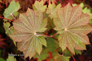 - FOR PICK UP ONLY | Acer japonicum 'Aka omote' Japanese Maple | DOES NOT SHIP - Mr Maple │ Buy Japanese Maple Trees