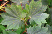 - FOR PICK UP ONLY | Acer japonicum 'Aka omote' Japanese Maple | DOES NOT SHIP - Mr Maple │ Buy Japanese Maple Trees