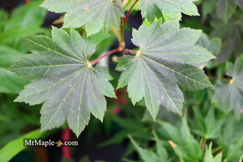 - FOR PICK UP ONLY | Acer japonicum 'Aka omote' Japanese Maple | DOES NOT SHIP - Mr Maple │ Buy Japanese Maple Trees