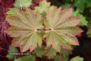 - FOR PICK UP ONLY | Acer japonicum 'Aka omote' Japanese Maple | DOES NOT SHIP - Mr Maple │ Buy Japanese Maple Trees