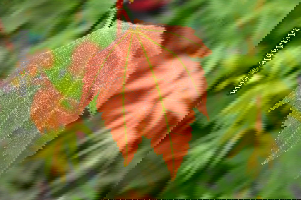 その他 MapleTree Buy Acer palmatum 'Beni hime' Japanese Maple — Mr Maple │ Buy