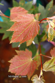 - FOR PICK UP ONLY | Acer japonicum 'Aka omote' Japanese Maple | DOES NOT SHIP - Mr Maple │ Buy Japanese Maple Trees