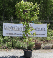 - FOR PICK UP ONLY | Acer japonicum 'Meigetsu' Japanese Maple | DOES NOT SHIP - Mr Maple │ Buy Japanese Maple Trees