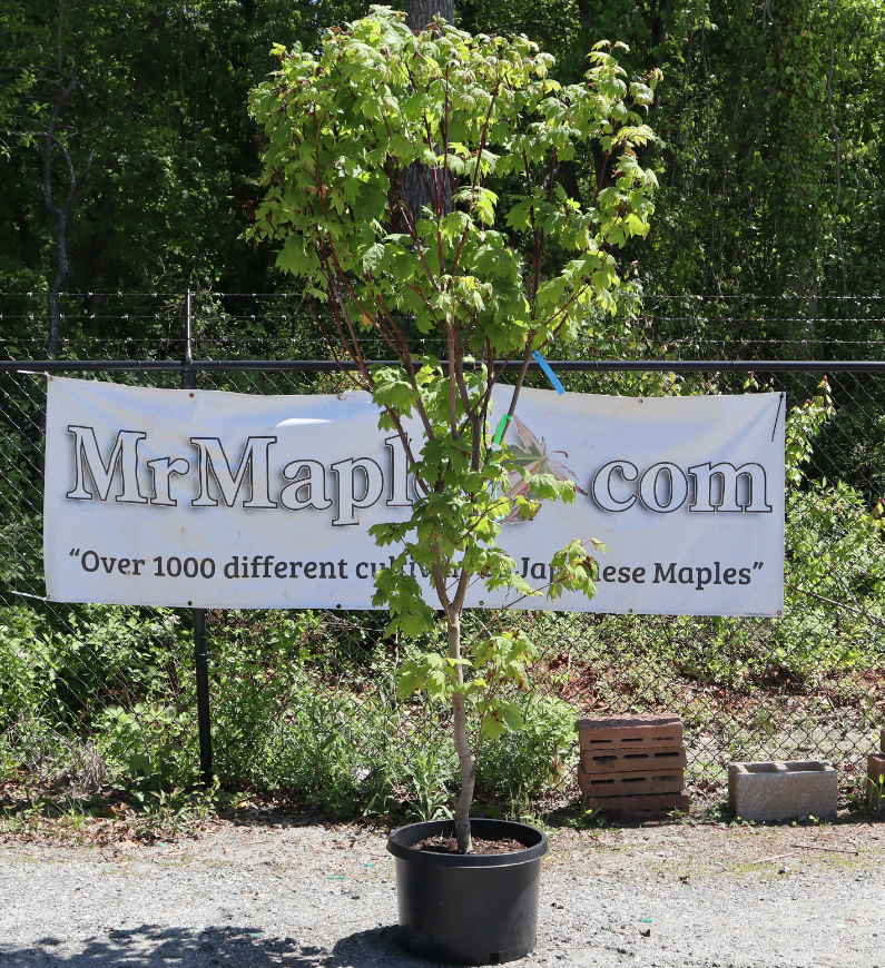 - FOR PICK UP ONLY | Acer japonicum 'Meigetsu' Japanese Maple | DOES NOT SHIP - Mr Maple │ Buy Japanese Maple Trees