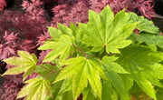 - FOR PICK UP ONLY | Acer japonicum 'Meigetsu' Japanese Maple | DOES NOT SHIP - Mr Maple │ Buy Japanese Maple Trees