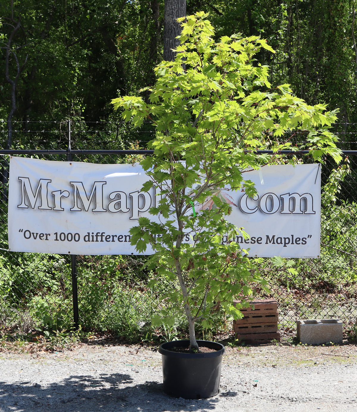 FOR PICK UP ONLY | Acer japonicum 'O-isami' Full Moon Japanese