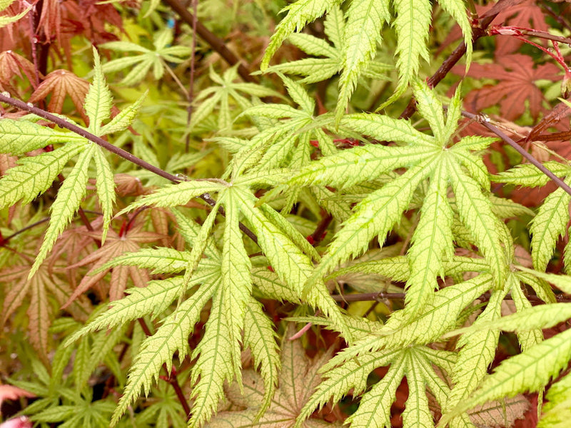 - FOR PICK UP ONLY | Acer palmatum 'Blonde Beauty' Japanese Maple | DOES NOT SHIP - Mr Maple │ Buy Japanese Maple Trees