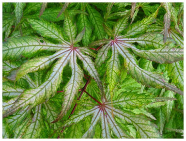 - FOR PICK UP ONLY | Acer palmatum 'Blonde Beauty' Japanese Maple | DOES NOT SHIP - Mr Maple │ Buy Japanese Maple Trees