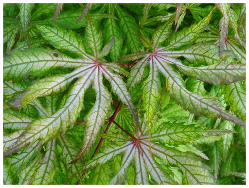 - FOR PICK UP ONLY | Acer palmatum 'Blonde Beauty' Japanese Maple | DOES NOT SHIP - Mr Maple │ Buy Japanese Maple Trees