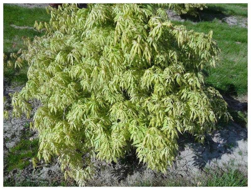 - FOR PICK UP ONLY | Acer palmatum 'Blonde Beauty' Japanese Maple | DOES NOT SHIP - Mr Maple │ Buy Japanese Maple Trees