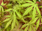 - FOR PICK UP ONLY | Acer palmatum 'Blonde Beauty' Japanese Maple | DOES NOT SHIP - Mr Maple │ Buy Japanese Maple Trees