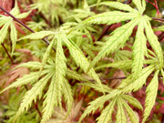 - FOR PICK UP ONLY | Acer palmatum 'Blonde Beauty' Japanese Maple | DOES NOT SHIP - Mr Maple │ Buy Japanese Maple Trees