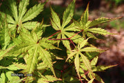 - FOR PICK UP ONLY | Acer palmatum 'Blonde Beauty' Japanese Maple | DOES NOT SHIP - Mr Maple │ Buy Japanese Maple Trees