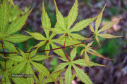 - FOR PICK UP ONLY | Acer palmatum 'Blonde Beauty' Japanese Maple | DOES NOT SHIP - Mr Maple │ Buy Japanese Maple Trees