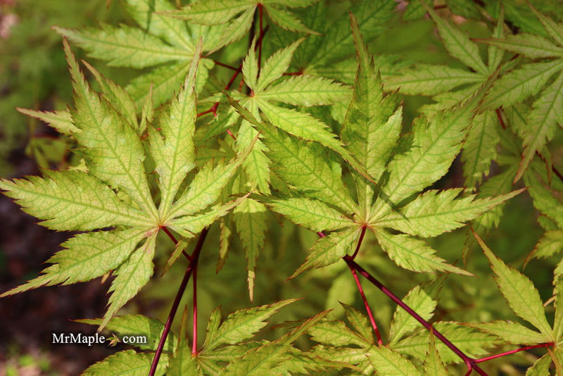 - FOR PICK UP ONLY | Acer palmatum 'Blonde Beauty' Japanese Maple | DOES NOT SHIP - Mr Maple │ Buy Japanese Maple Trees
