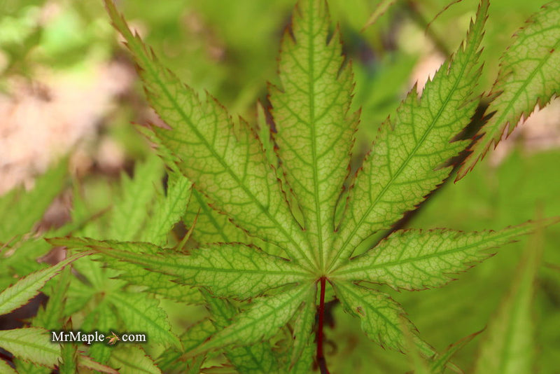 - FOR PICK UP ONLY | Acer palmatum 'Blonde Beauty' Japanese Maple | DOES NOT SHIP - Mr Maple │ Buy Japanese Maple Trees