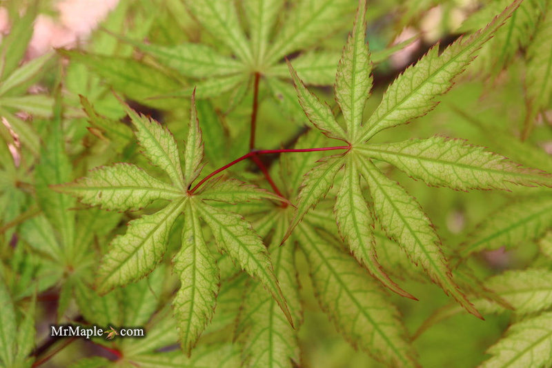 - FOR PICK UP ONLY | Acer palmatum 'Blonde Beauty' Japanese Maple | DOES NOT SHIP - Mr Maple │ Buy Japanese Maple Trees
