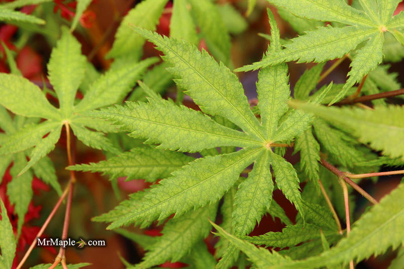 - FOR PICK UP ONLY | Acer palmatum 'Blonde Beauty' Japanese Maple | DOES NOT SHIP - Mr Maple │ Buy Japanese Maple Trees