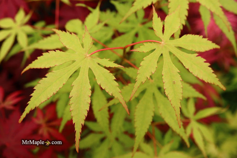 - FOR PICK UP ONLY | Acer palmatum 'Blonde Beauty' Japanese Maple | DOES NOT SHIP - Mr Maple │ Buy Japanese Maple Trees