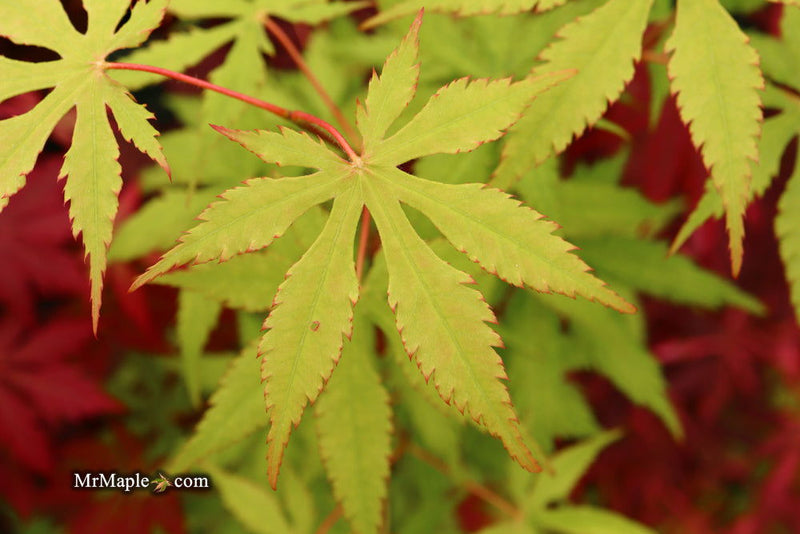- FOR PICK UP ONLY | Acer palmatum 'Blonde Beauty' Japanese Maple | DOES NOT SHIP - Mr Maple │ Buy Japanese Maple Trees