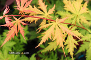- FOR PICK UP ONLY | Acer palmatum 'Blonde Beauty' Japanese Maple | DOES NOT SHIP - Mr Maple │ Buy Japanese Maple Trees