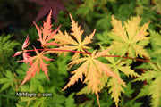 - FOR PICK UP ONLY | Acer palmatum 'Blonde Beauty' Japanese Maple | DOES NOT SHIP - Mr Maple │ Buy Japanese Maple Trees