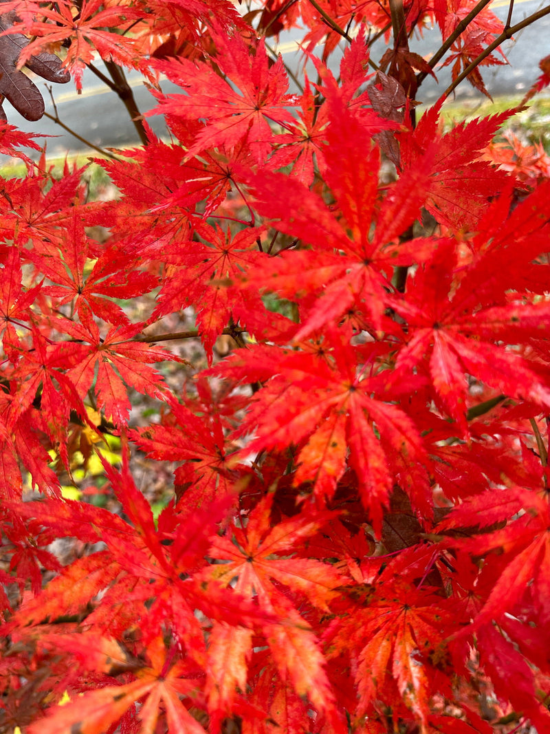 - FOR PICK UP ONLY | Acer palmatum 'Blonde Beauty' Japanese Maple | DOES NOT SHIP - Mr Maple │ Buy Japanese Maple Trees