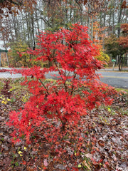 - FOR PICK UP ONLY | Acer palmatum 'Blonde Beauty' Japanese Maple | DOES NOT SHIP - Mr Maple │ Buy Japanese Maple Trees