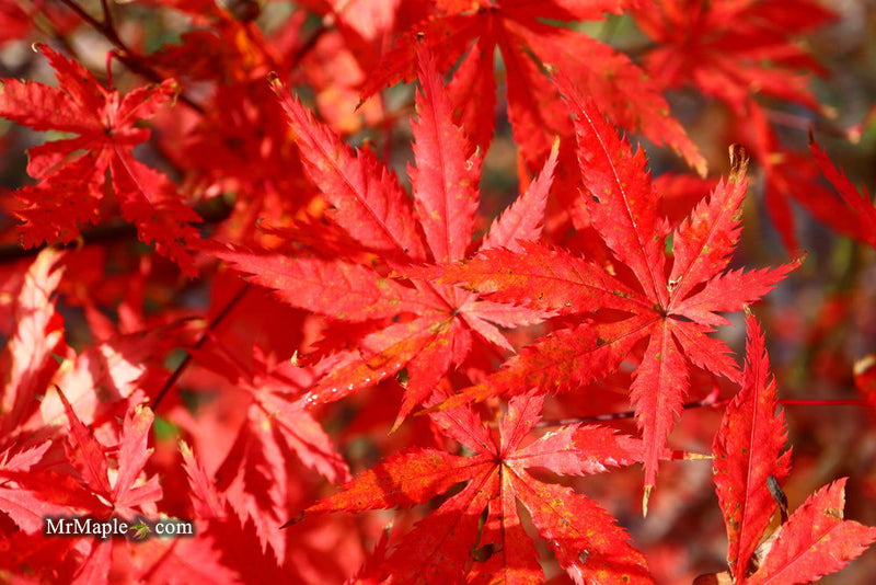 - FOR PICK UP ONLY | Acer palmatum 'Blonde Beauty' Japanese Maple | DOES NOT SHIP - Mr Maple │ Buy Japanese Maple Trees
