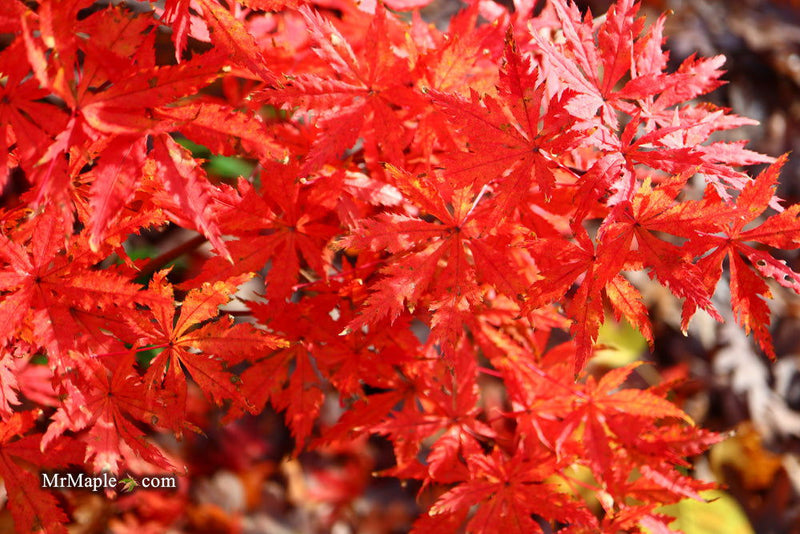 - FOR PICK UP ONLY | Acer palmatum 'Blonde Beauty' Japanese Maple | DOES NOT SHIP - Mr Maple │ Buy Japanese Maple Trees