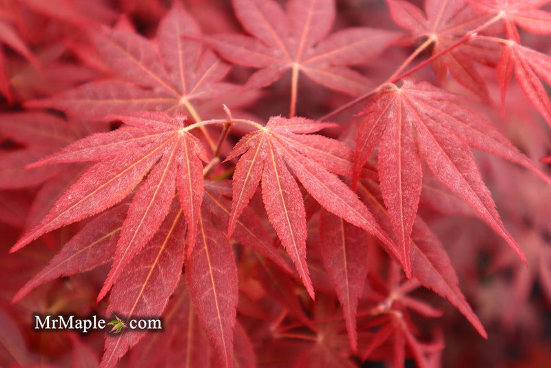 - FOR PICK UP ONLY | Acer palmatum 'Bloodgood' Red Japanese Maple Tree | DOES NOT SHIP - Mr Maple │ Buy Japanese Maple Trees