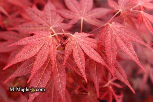 - FOR PICK UP ONLY | Acer palmatum 'Bloodgood' Red Japanese Maple Tree | DOES NOT SHIP - Mr Maple │ Buy Japanese Maple Trees