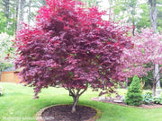 - FOR PICK UP ONLY | Acer palmatum 'Bloodgood' Red Japanese Maple Tree | DOES NOT SHIP - Mr Maple │ Buy Japanese Maple Trees