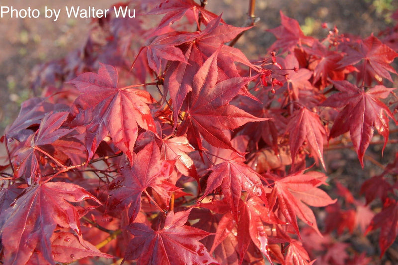 - FOR PICK UP ONLY | Acer palmatum 'Bloodgood' Red Japanese Maple Tree | DOES NOT SHIP - Mr Maple │ Buy Japanese Maple Trees