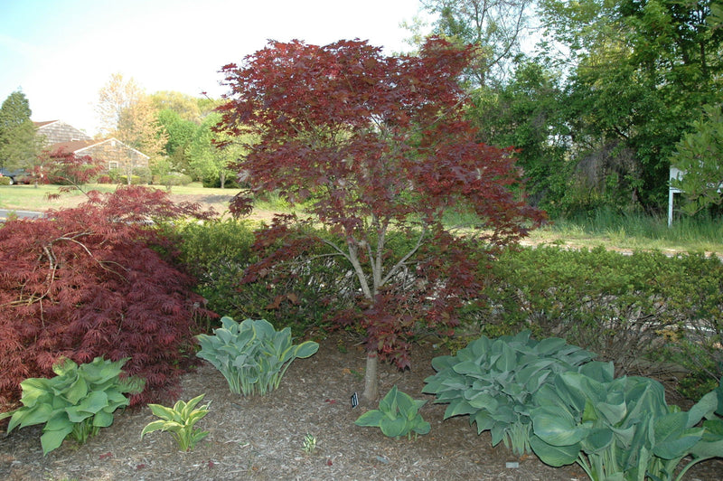 - FOR PICK UP ONLY | Acer palmatum 'Bloodgood' Red Japanese Maple Tree | DOES NOT SHIP - Mr Maple │ Buy Japanese Maple Trees