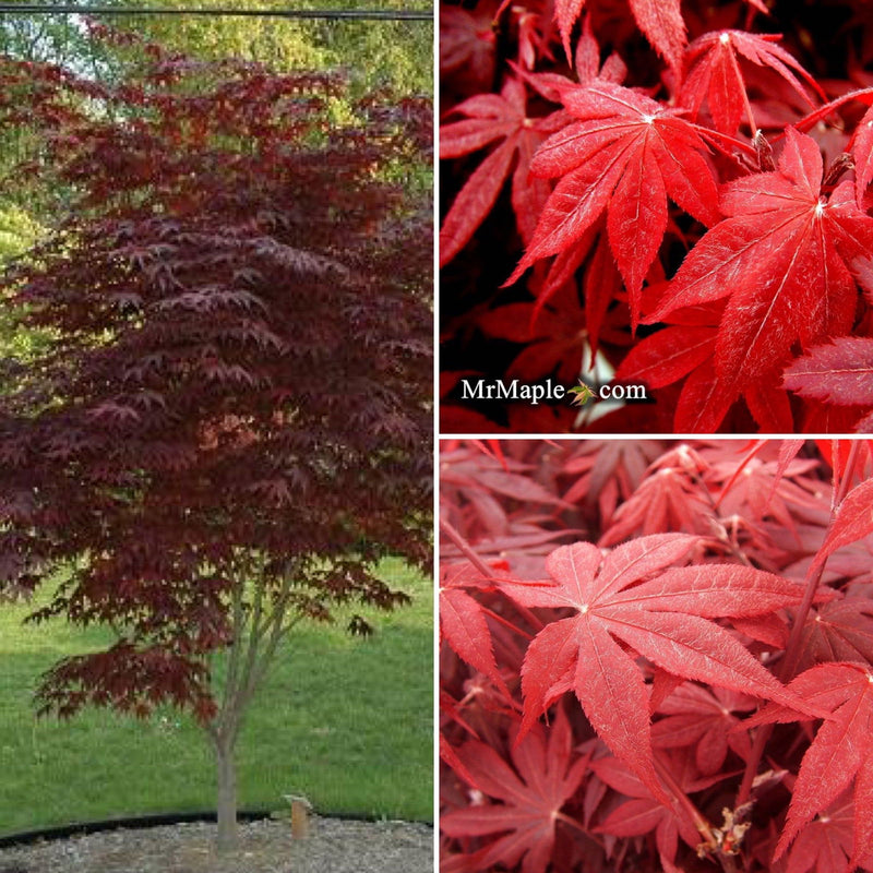 - FOR PICK UP ONLY | Acer palmatum 'Bloodgood' Red Japanese Maple Tree | DOES NOT SHIP - Mr Maple │ Buy Japanese Maple Trees