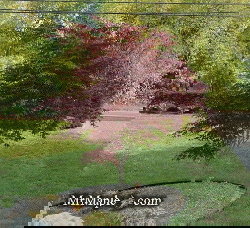 - FOR PICK UP ONLY | Acer palmatum 'Bloodgood' Red Japanese Maple Tree | DOES NOT SHIP - Mr Maple │ Buy Japanese Maple Trees