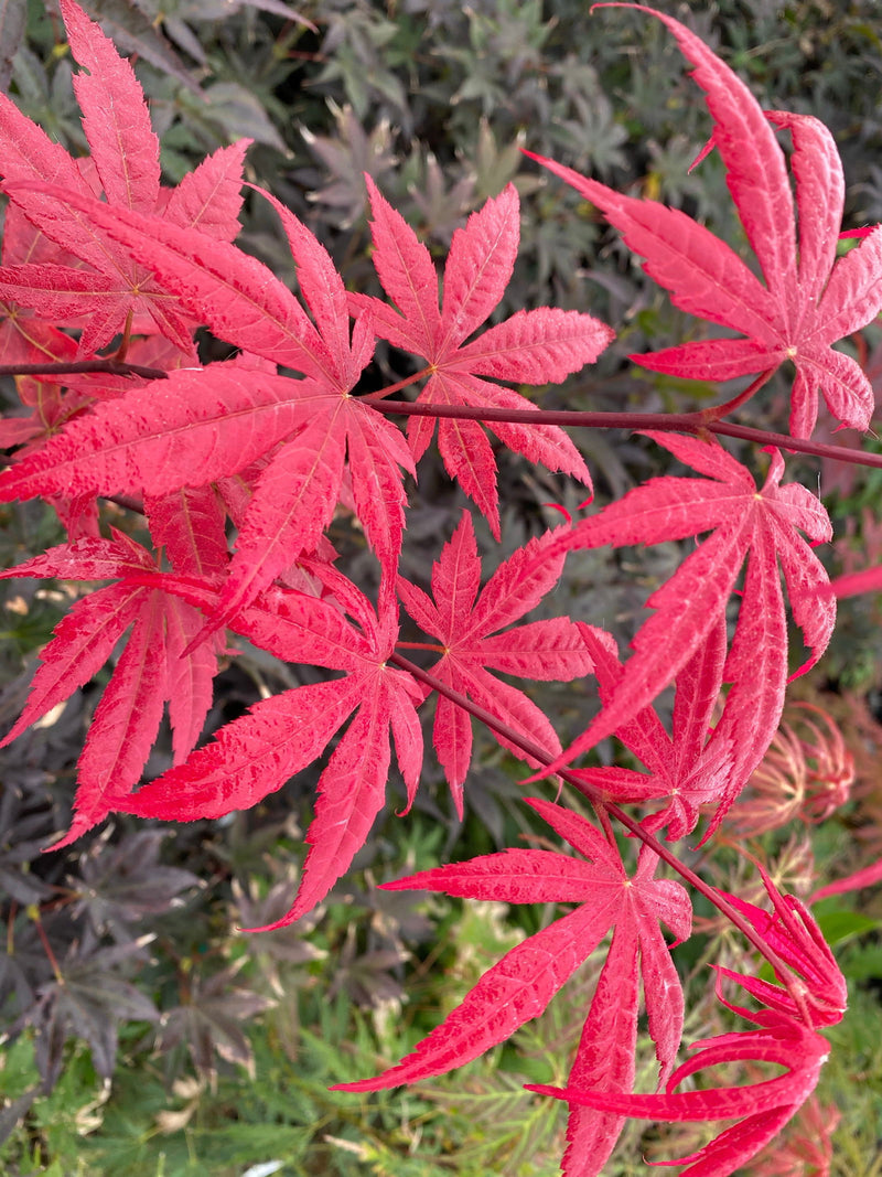 - FOR PICK UP ONLY | Acer palmatum 'Bloodgood' Red Japanese Maple Tree | DOES NOT SHIP - Mr Maple │ Buy Japanese Maple Trees