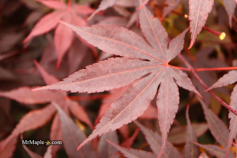 - FOR PICK UP ONLY | Acer palmatum 'Bloodgood' Red Japanese Maple Tree | DOES NOT SHIP - Mr Maple │ Buy Japanese Maple Trees