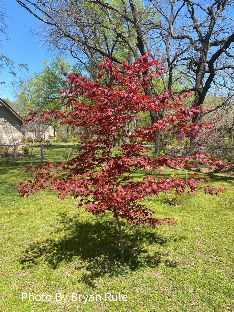 - FOR PICK UP ONLY | Acer palmatum 'Bloodgood' Red Japanese Maple Tree | DOES NOT SHIP - Mr Maple │ Buy Japanese Maple Trees