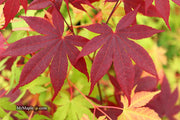 - FOR PICK UP ONLY | Acer palmatum 'Bloodgood' Red Japanese Maple Tree | DOES NOT SHIP - Mr Maple │ Buy Japanese Maple Trees