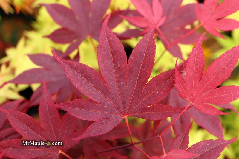 - FOR PICK UP ONLY | Acer palmatum 'Bloodgood' Red Japanese Maple Tree | DOES NOT SHIP - Mr Maple │ Buy Japanese Maple Trees