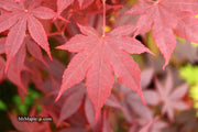 - FOR PICK UP ONLY | Acer palmatum 'Bloodgood' Red Japanese Maple Tree | DOES NOT SHIP - Mr Maple │ Buy Japanese Maple Trees