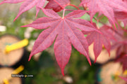 - FOR PICK UP ONLY | Acer palmatum 'Bloodgood' Red Japanese Maple Tree | DOES NOT SHIP - Mr Maple │ Buy Japanese Maple Trees