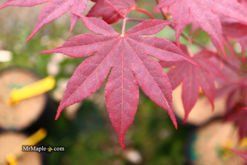 - FOR PICK UP ONLY | Acer palmatum 'Bloodgood' Red Japanese Maple Tree | DOES NOT SHIP - Mr Maple │ Buy Japanese Maple Trees