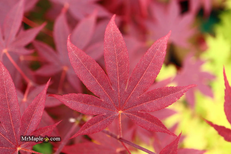 - FOR PICK UP ONLY | Acer palmatum 'Bloodgood' Red Japanese Maple Tree | DOES NOT SHIP - Mr Maple │ Buy Japanese Maple Trees