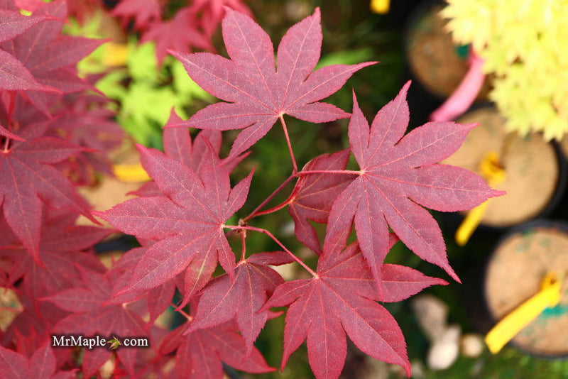- FOR PICK UP ONLY | Acer palmatum 'Bloodgood' Red Japanese Maple Tree | DOES NOT SHIP - Mr Maple │ Buy Japanese Maple Trees
