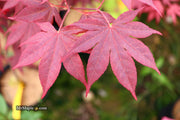 - FOR PICK UP ONLY | Acer palmatum 'Bloodgood' Red Japanese Maple Tree | DOES NOT SHIP - Mr Maple │ Buy Japanese Maple Trees